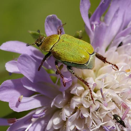Hoplia argentea. Hoplia argentea.