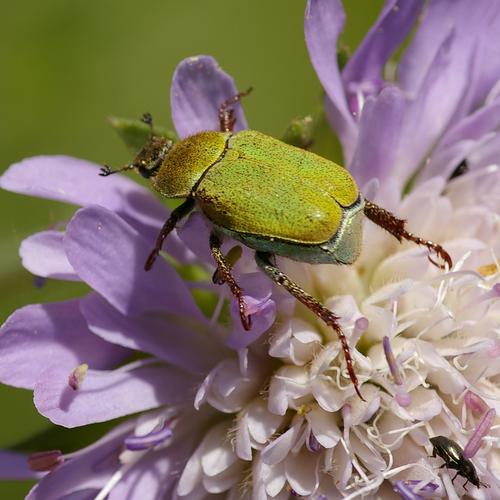 Hoplia argentea.