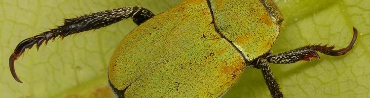 Hoplia argentea. Hoplia argentea.