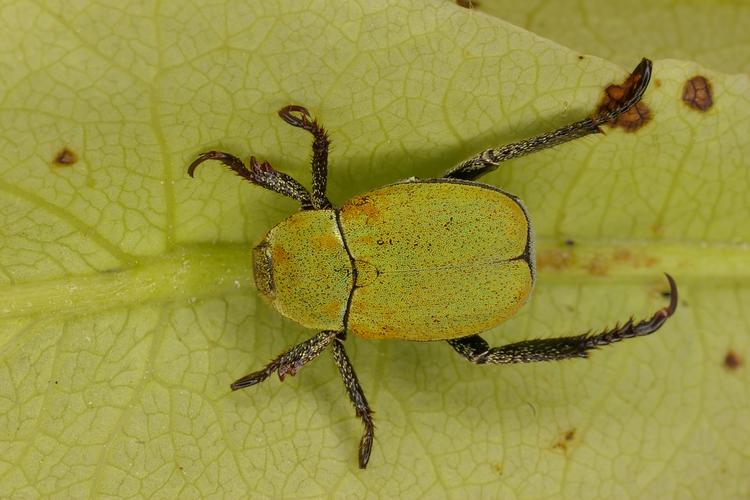 Hoplia argentea.