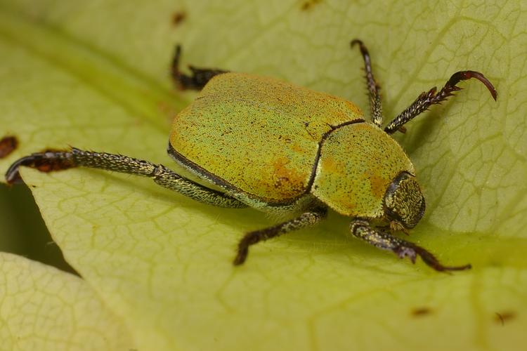 Hoplia argentea. Hoplia argentea.