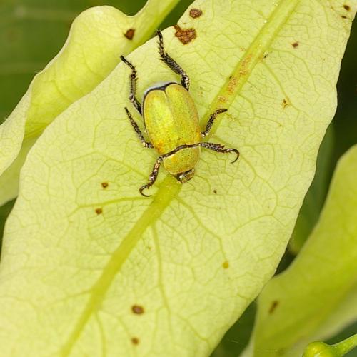 Hoplia argentea. Hoplia argentea.