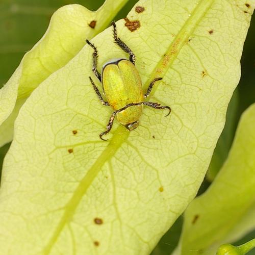 Hoplia argentea.