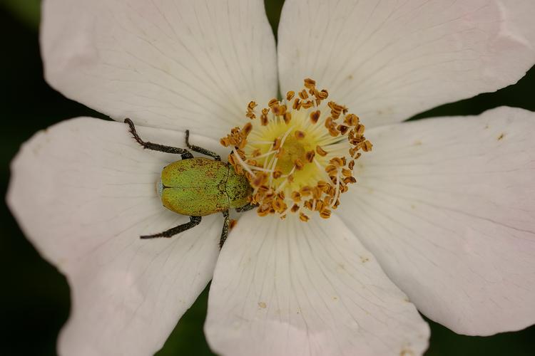 Hoplia argentea. Hoplia argentea.
