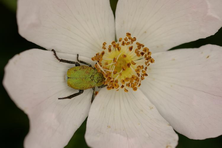 Hoplia argentea.