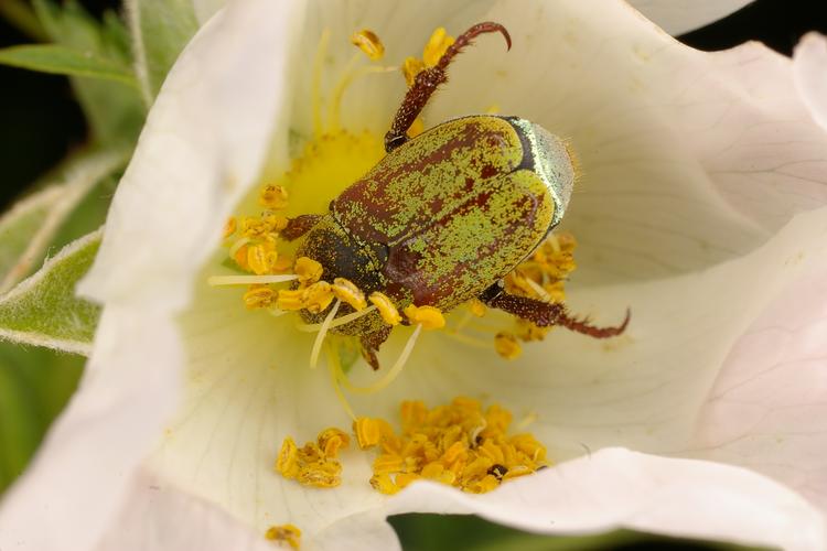 Hoplia argentea.