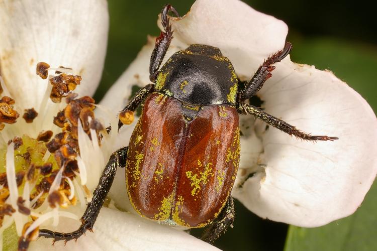 Hoplia argentea.