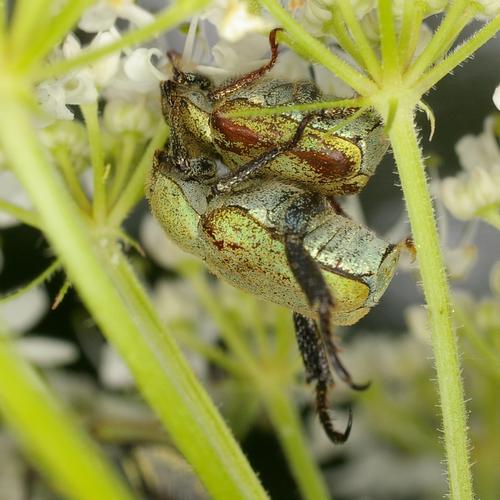 Hoplia argentea.