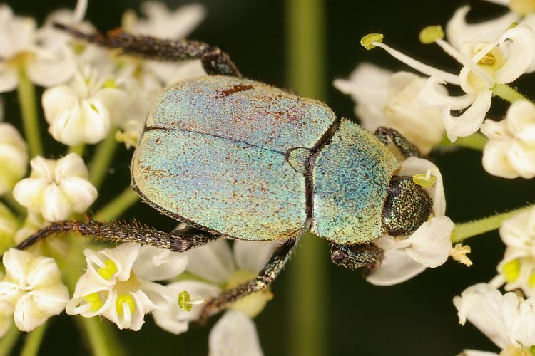 Hoplia argentea.