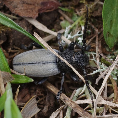 Iberodorcadion fuliginator.