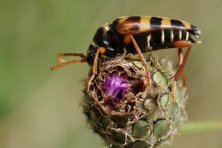 Leptura aurulenta.