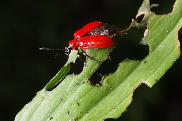 Lilioceris lilii.