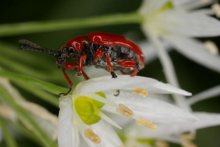 Lilioceris merdigera.