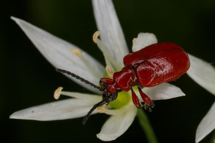 Lilioceris merdigera.