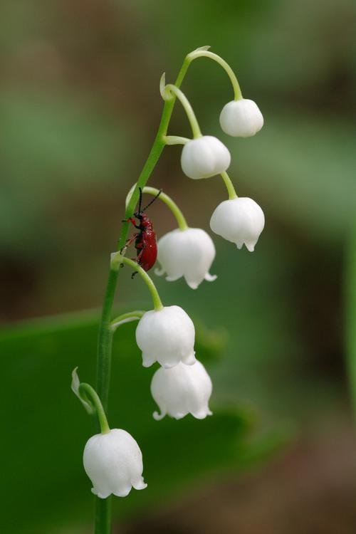 Lilioceris merdigera.