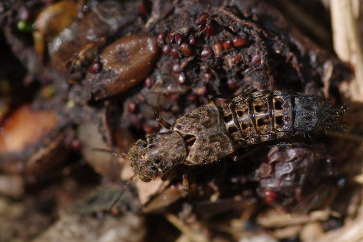 Ontholestes tessellatus.