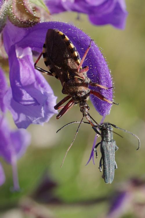 Rhynocoris erythropus.