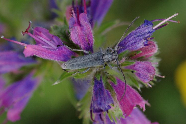 Opsilia coerulescens.