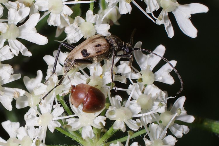 Pachytodes cerambyciformis.