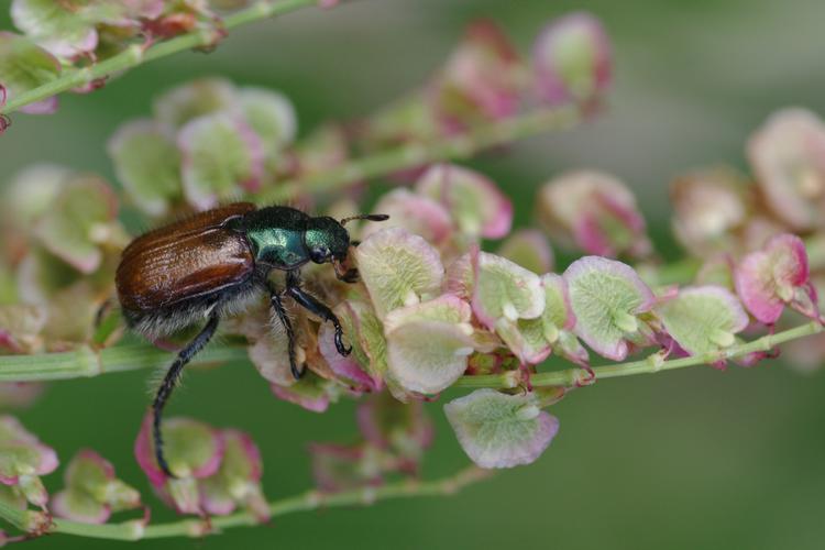 Phyllopertha horticola.