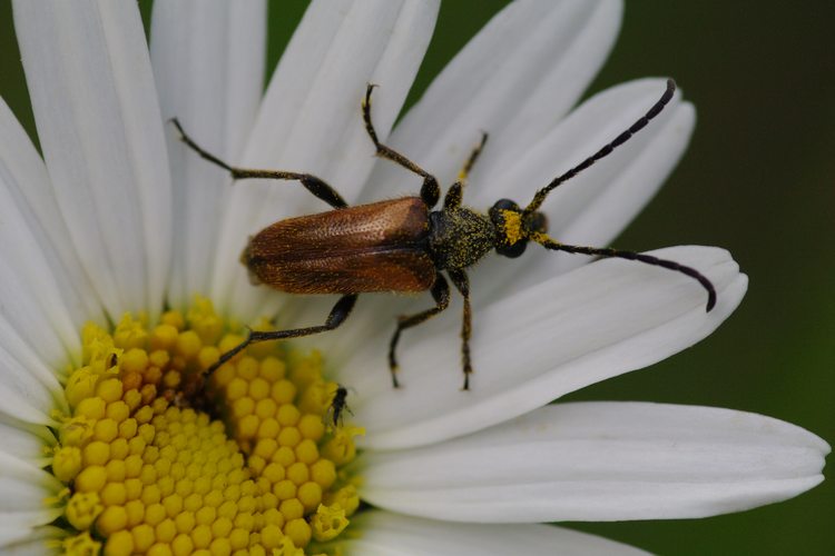 Pseudovadonia livida.