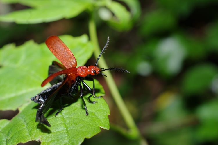 Pyrochroa serraticornis.