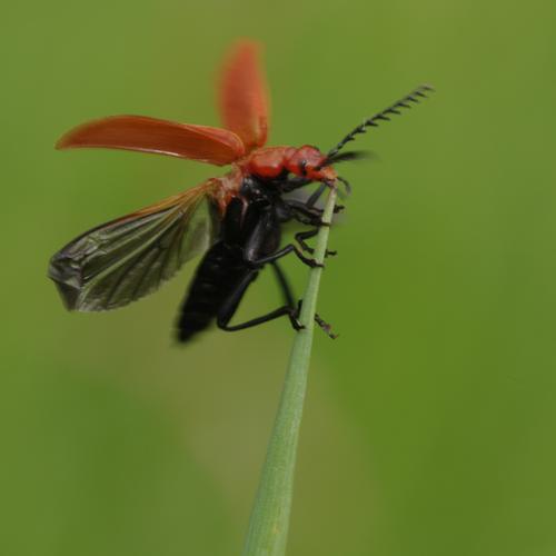 Pyrochroa serraticornis.