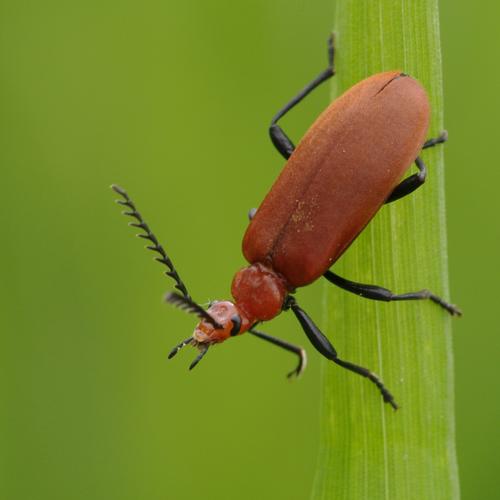 Pyrochroa serraticornis.