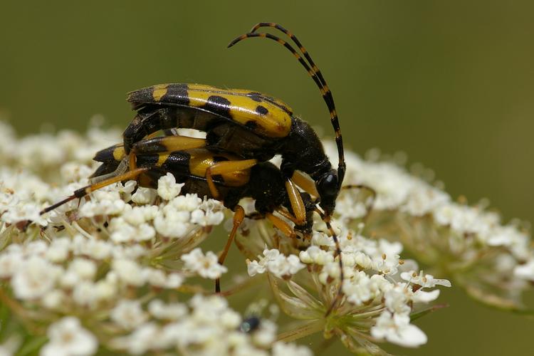 Rutpela maculata.