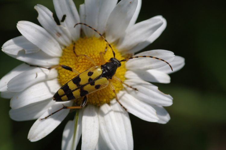 Rutpela maculata.