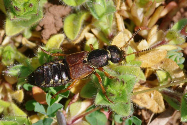 Staphylinus dimidiaticornis.