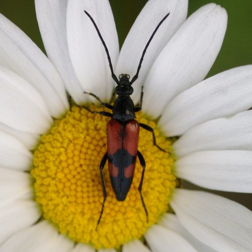 Stenurella bifasciata.