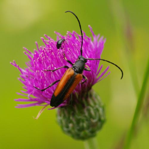 Stenurella melanura.