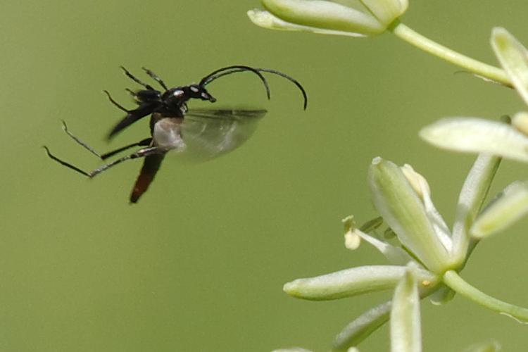 Stenurella nigra.