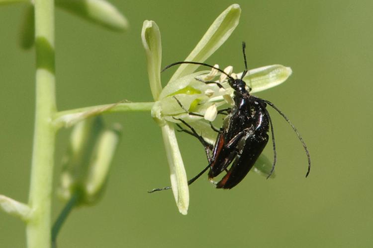 Stenurella nigra.