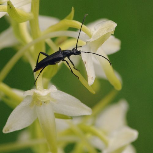 Stenurella nigra.