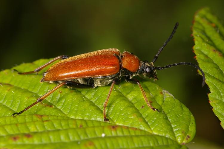 Stictoleptura rubra.