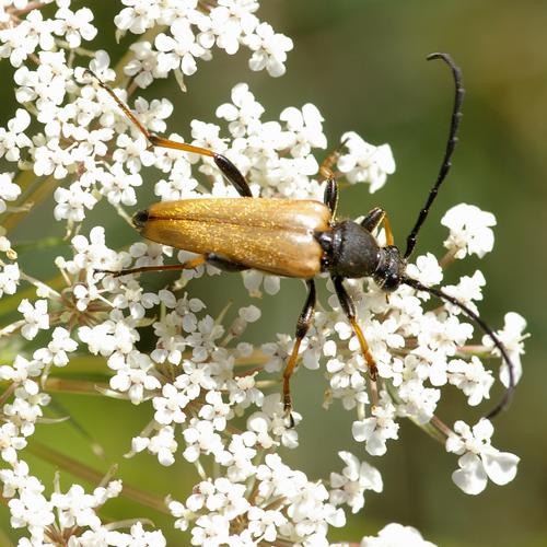 Stictoleptura rubra.