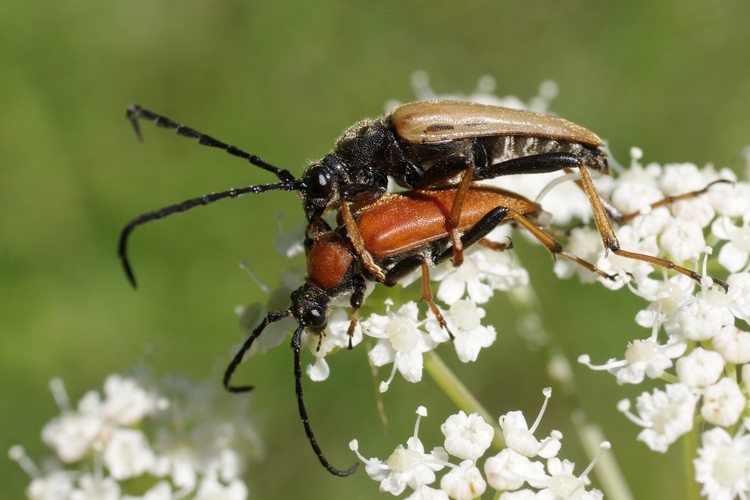 Stictoleptura rubra.