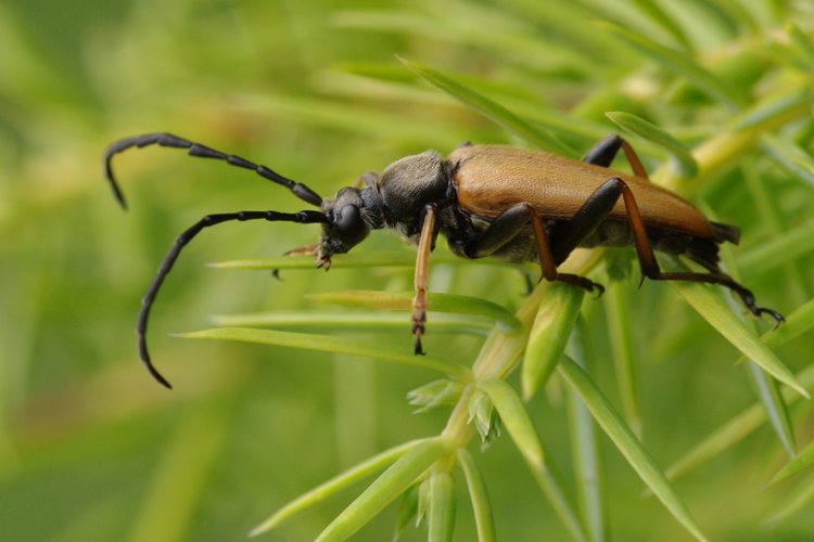 Stictoleptura rubra.