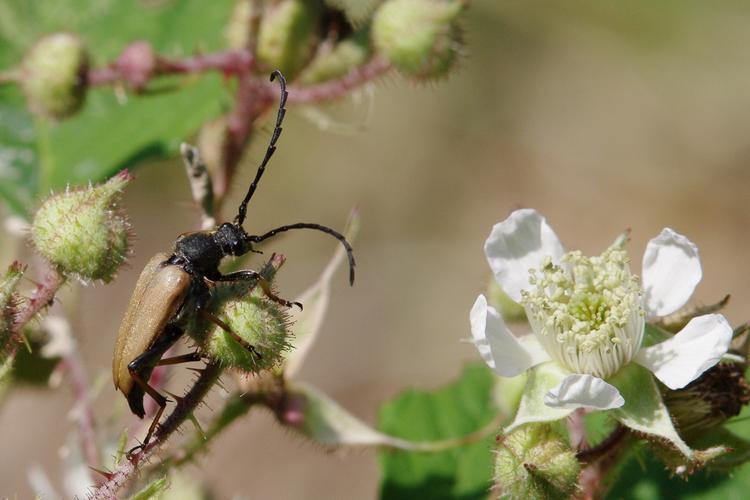 Stictoleptura rubra.