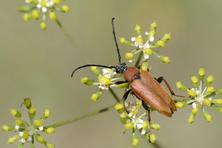 Stictoleptura rubra.