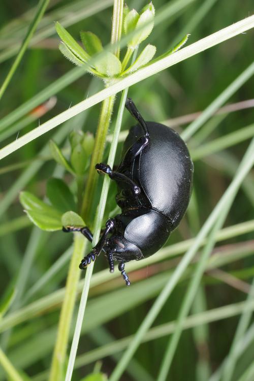 Timarcha tenebricosa.