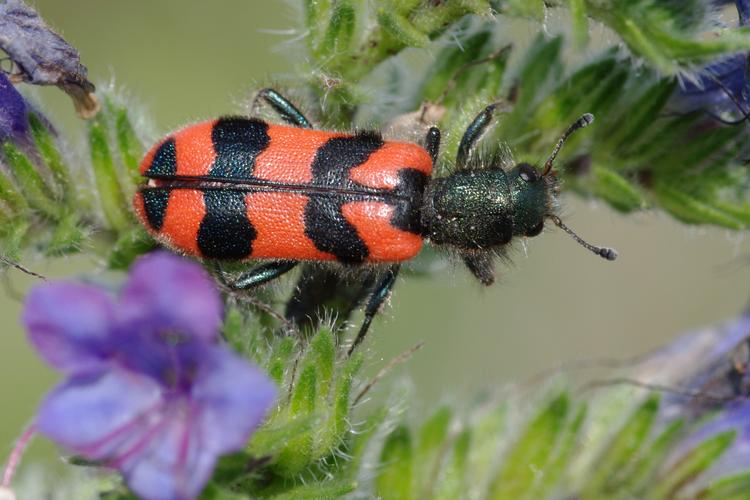 Trichodes alvearius.