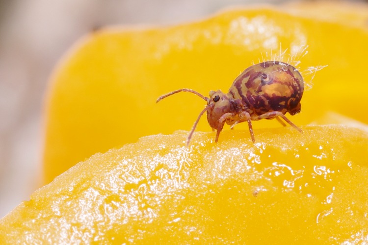 Dicyrtomina ornata.