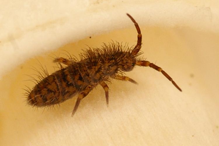 Orchesella villosa.