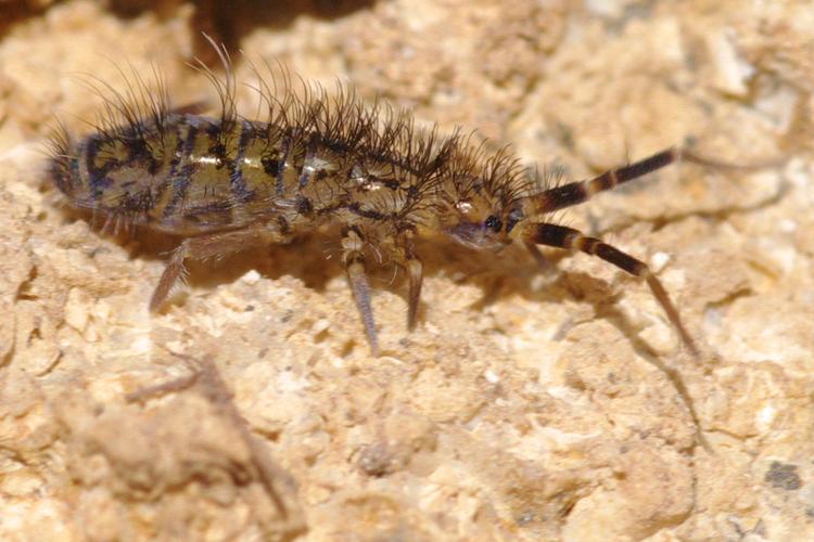 Orchesella villosa.