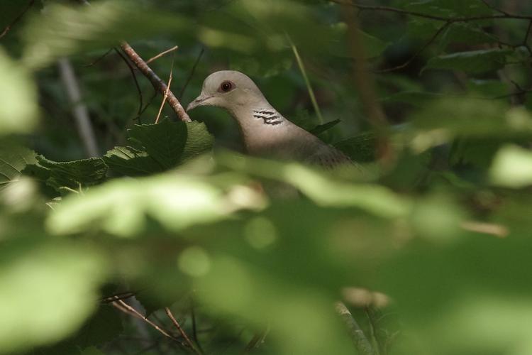 Streptopelia turtur.