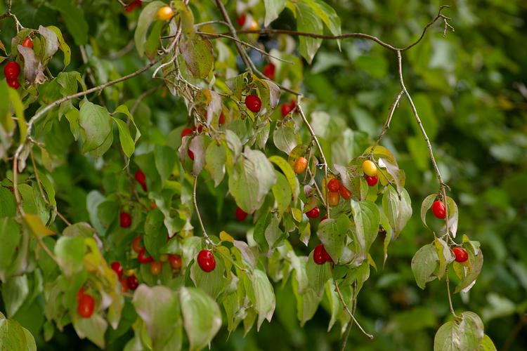 Cornus mas.