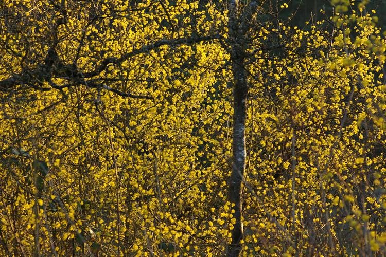 Cornus mas.